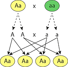 Leyes de la herencia genética