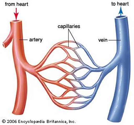 Greeks distinguished between between arteries and veins