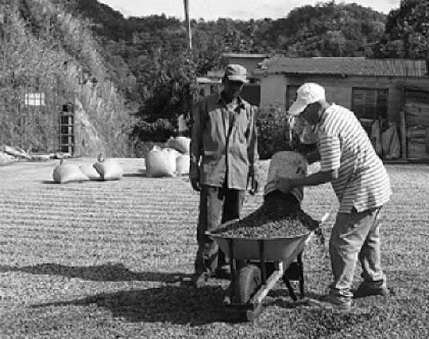 El Salvador 1881-82 Abolición de ejidos y tierras comunales