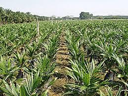 México inicia la producción de monocultivos.