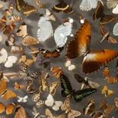 Timeline: Origen de la vida, evolución y taxonomía