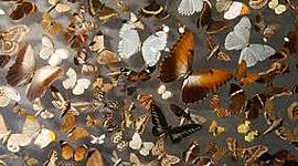 Timeline: Origen de la vida, evolución y taxonomía