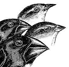 Evolución Biológica