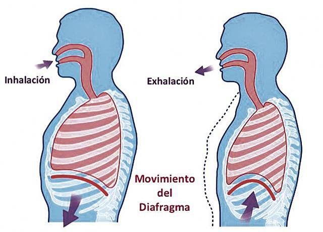 RESPIRACIÓN//SEMANA 2