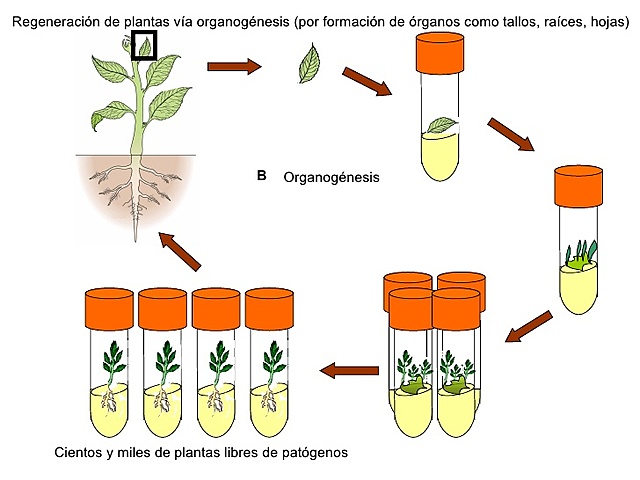 Micropropagación en plantas
