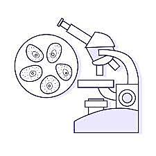 Harriet Creighton y Barbara McClintock y Gunter Stern