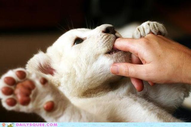 Hitler flees to Germany