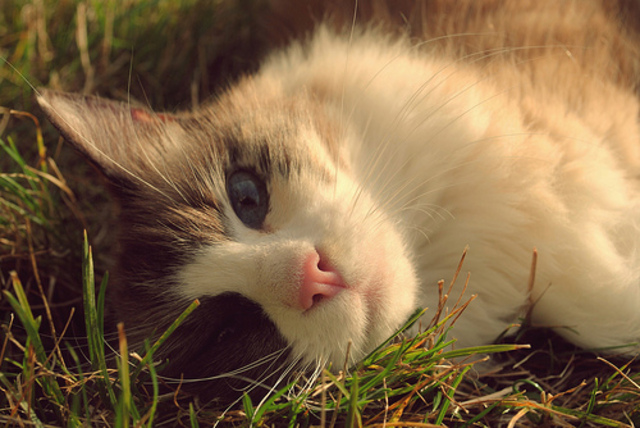 Hitler is put on trial