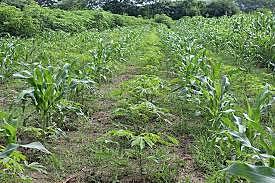 Aparición Agriultura