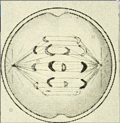 Walther Flemming, Eduard Strasburger y Edouard van Beneden.