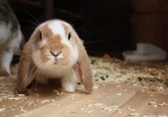 Presidential election