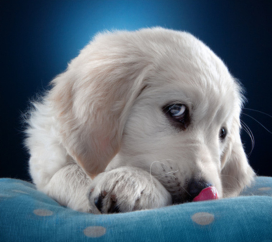 Rohm reappointed head of SA