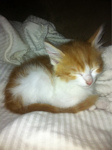 Nazis win 230 reichstag seats