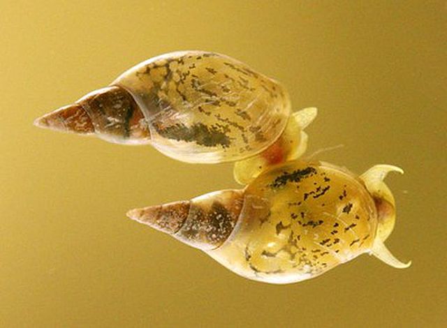 Diversificación de la vida