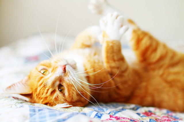 Hitler becomes chancellor