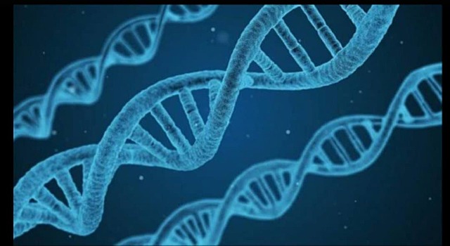 El ADN basura no es un desecho