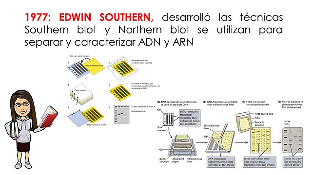 Southern blot y Northern blot