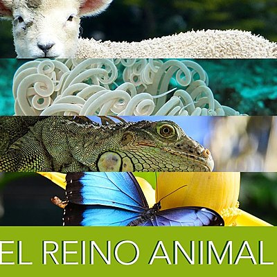 Timeline: Origem dos animais (metazoa)