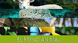 Timeline: Origem dos animais (metazoa)