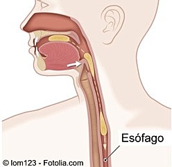 Etapa Esofagica