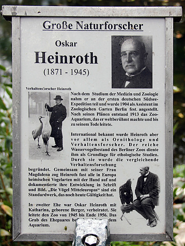 El comportamiento comparado de anátidas