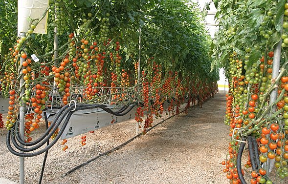 SEGUNDA ETAPA: (La agricultura)