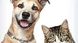 Timeline: HISTORIA DE LA ETOLOGÍA