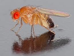 Animales transgénicos