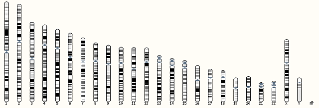 Secuencia terminada del genoma humano