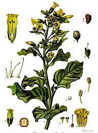 Los naturalistas empiezan a utilizar la teoría de Darwin y Mendel