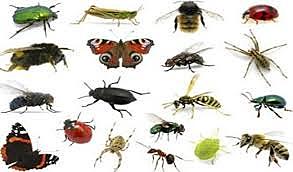 Primeros estudios de genes