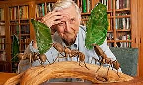 Edward Osborne Wilson