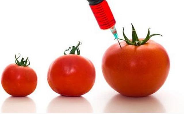 Primer organismo transgénico