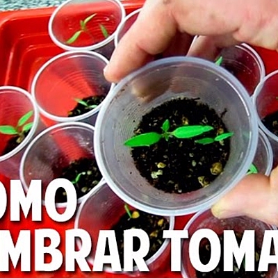Timeline: SEMBRADO DEL TOMATE