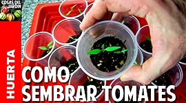 Timeline: SEMBRADO DEL TOMATE