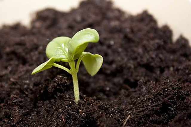 FLORACIÓN DIA 31 ENERO A 6 FEBRERO