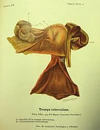 Museo Anatomo-Patológico Nacional