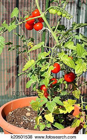 FORMACION DEL FRUTO PODRA VERSE DEL  6 DE ABRIL AL 30 DE ABRIL