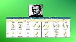 Gregor Mendel
