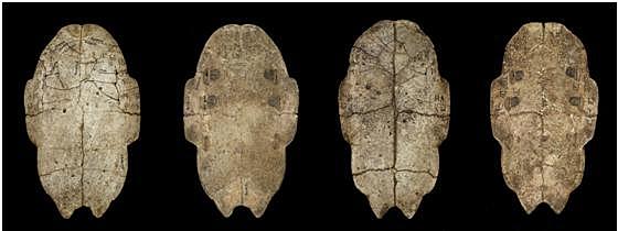 Inscripciones Chinas