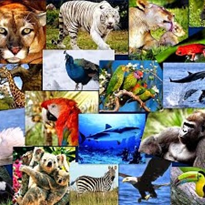 Timeline: Bases de la Etología(ANTECEDENTES HISTÓRICOS)