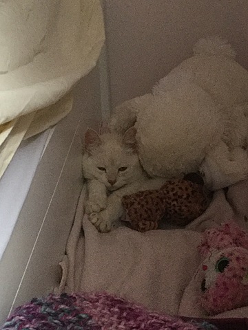 Quand j’ai eu mon chat