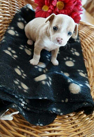 L`arriver de mon chien