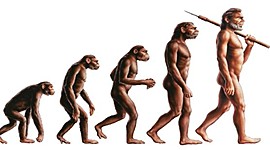 Timeline: Evolución del hombre