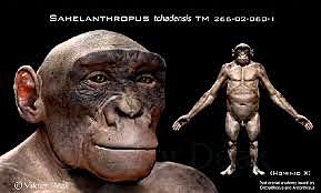 sahelanthropus tchadensis