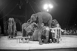 Circus krone, Alemania