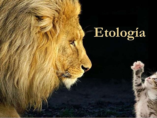 Definicion de Etologia por Nikolaas Tinbergen