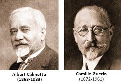 Calmette-Guérin (BCG)
