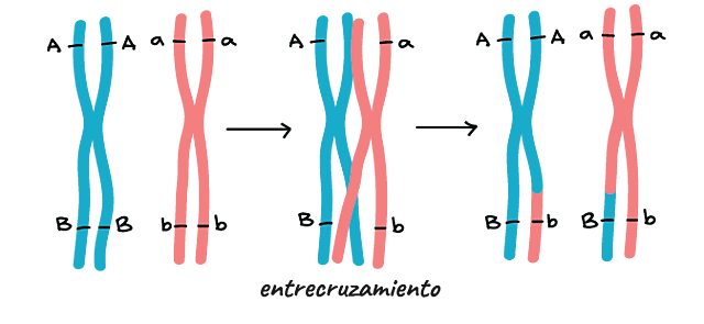 El entrecruzamiento cromosómico se identifica como la causa de la recombinación genética