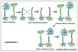 Experimento con la Acetabularia